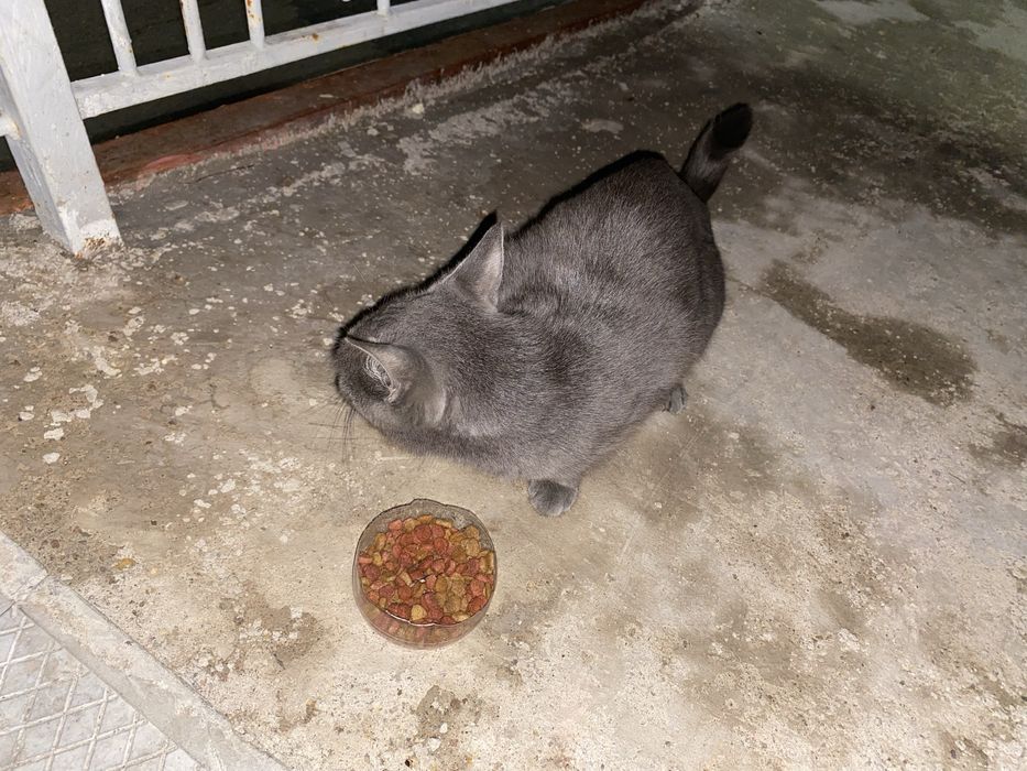 Срочно!!! Может нужна кому?