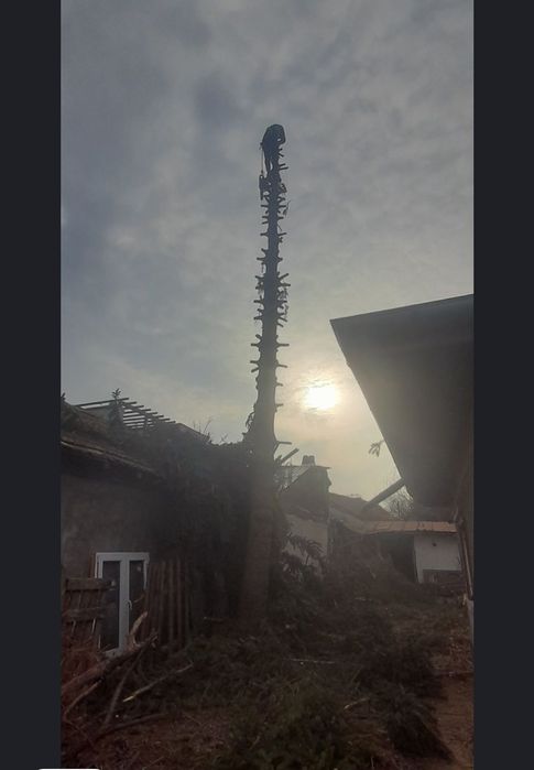 Taiere copacii toaletare debarasare decopertari demolari 24/7