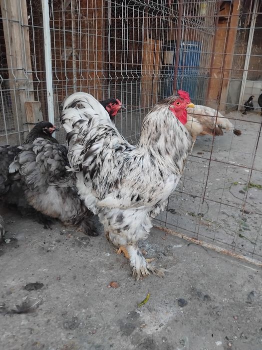 Brahma albastru 2024