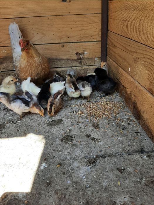 Rate,Cocoși ,Gaini pitice . Cocoși Motata Olandeza Iepuri
