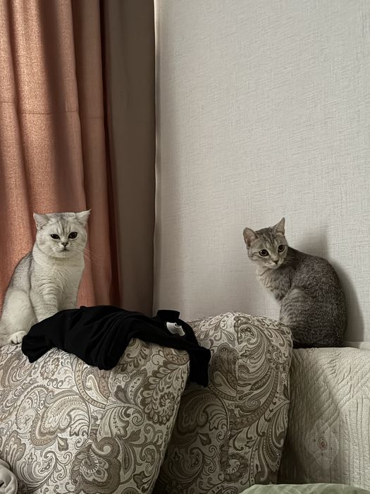 Шотландский кошка