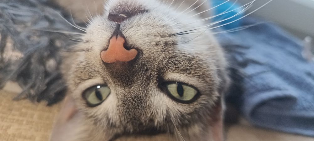 Кошечка в добрые руки