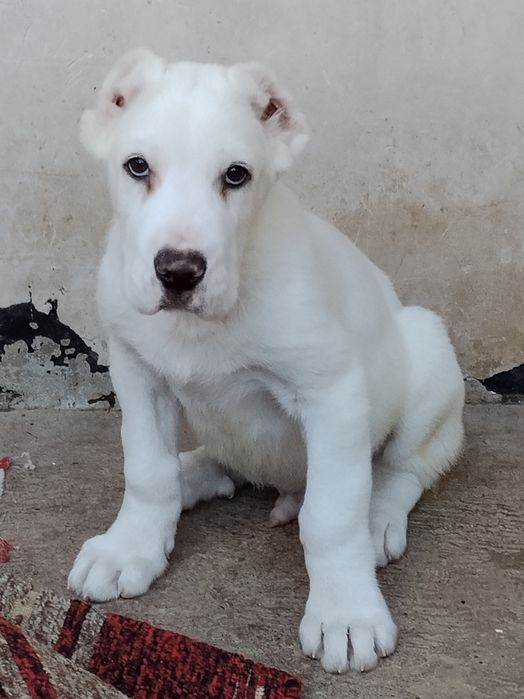 АЛАБАЙ щенок  продается