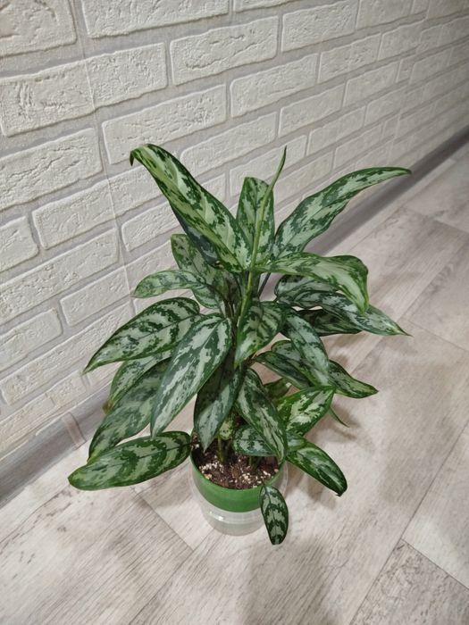 Продам цветок Аглонема