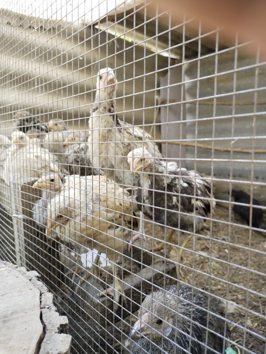 Продам цыплят срочно срочно срочно