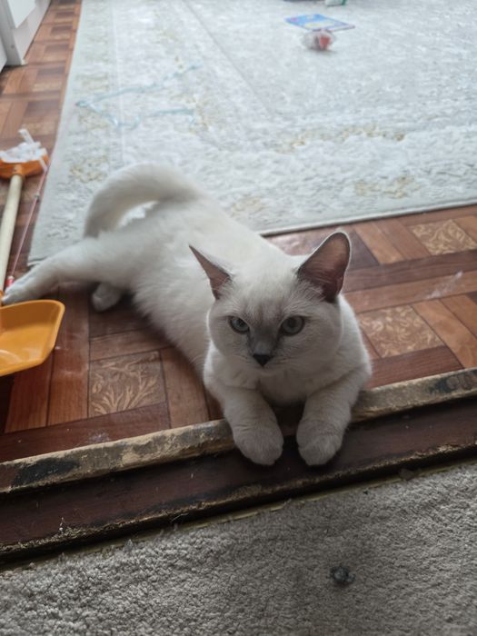 Котята  британский
