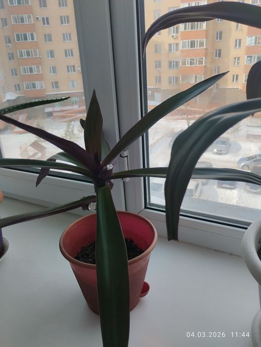 Отдаю цветы пальмы красивые