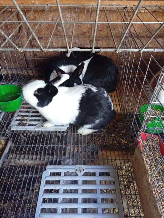 Iepurași Rex pitic pui și rățoi leșești.