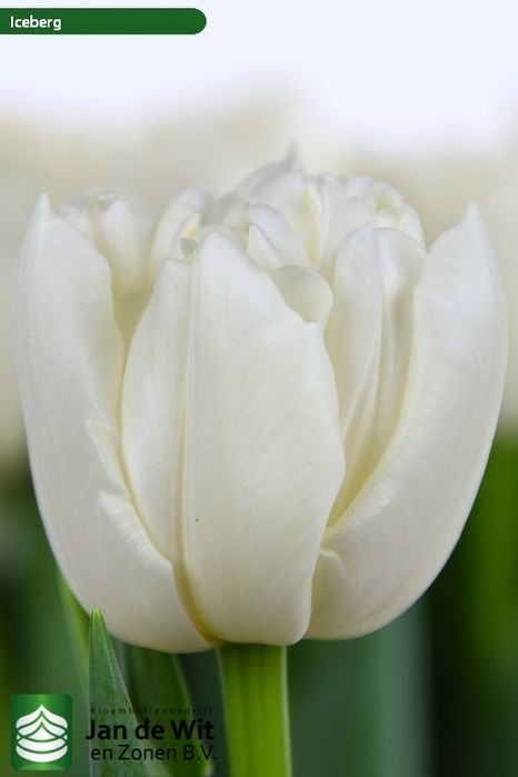 Тюльпаны оптом на 8е марта 2026го года