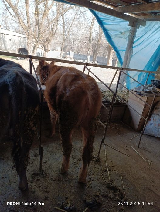 Продаю тёлку.  .