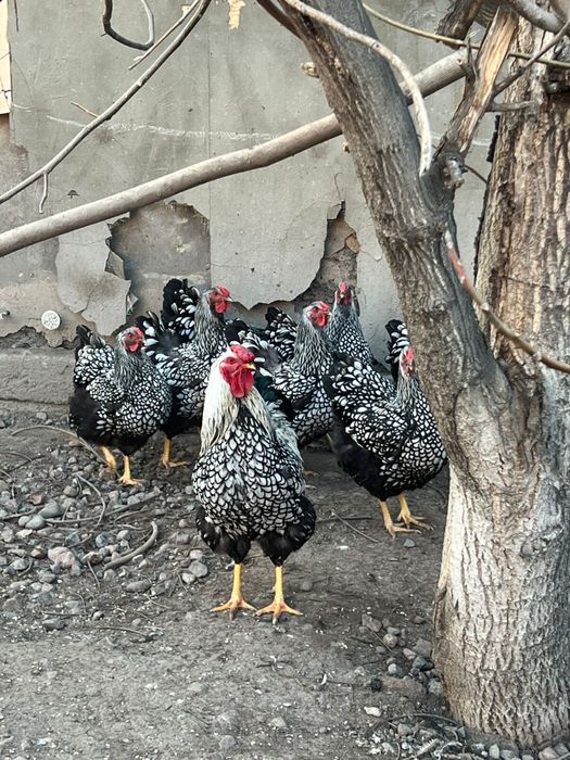 Виандот цыплята вьяндот