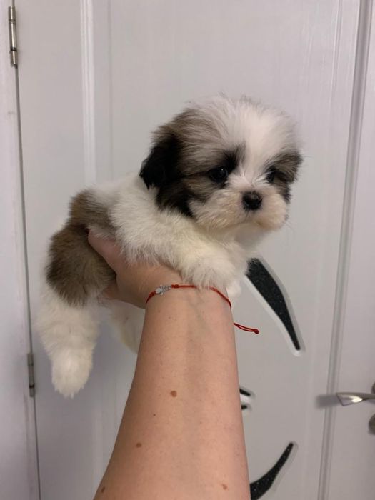 Shih tzu mini toy tricolor fetita
