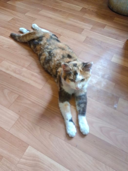 Отдам в хорошие руки