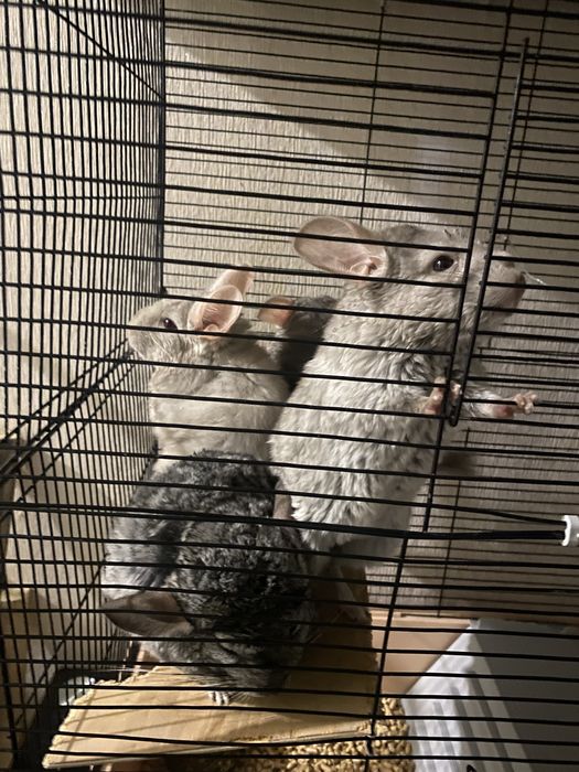 Шиншиллы (грызуны)