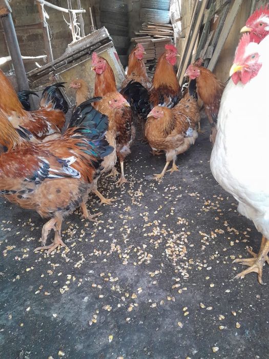 Продам петухов кучинских