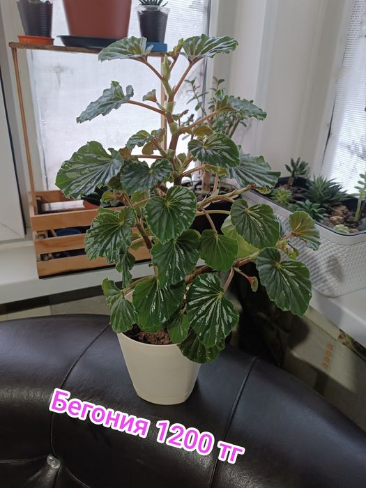 Комнатные цветы Бегония