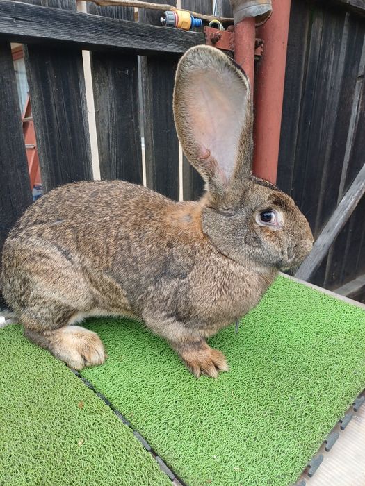 Vand iepuri uriasi german femele 11 luni