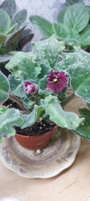Продаю фиалки.Домашние.
