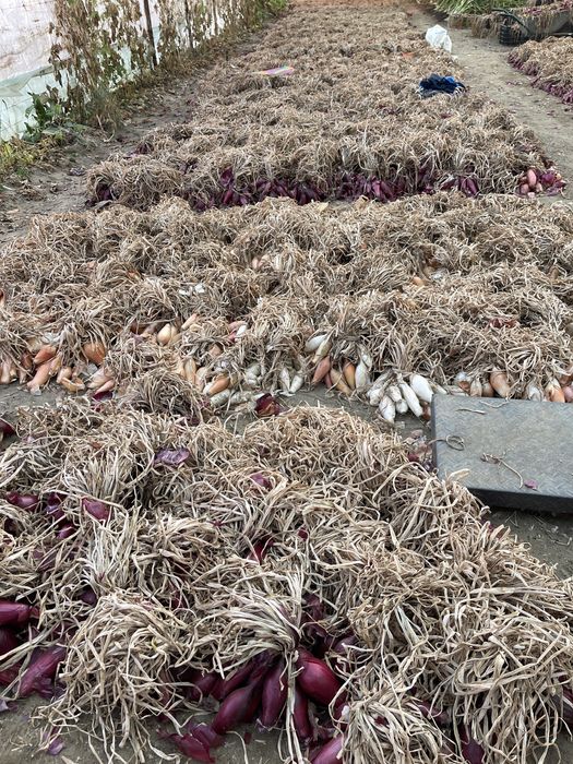 Vand ceapa de apa de Buzau