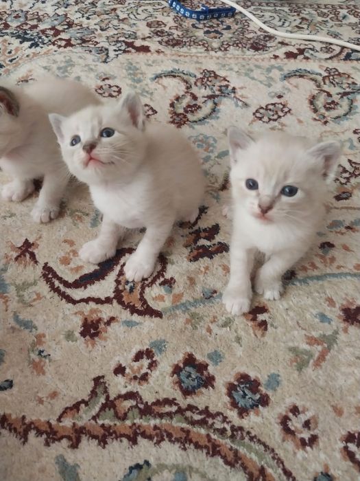 Котёнка Отдам даром