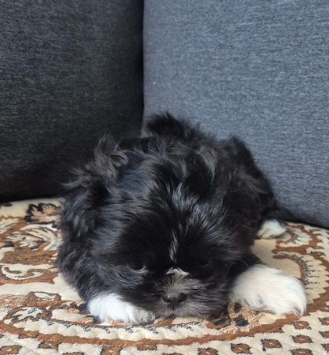 Vand catel Shih Tzu, baietel