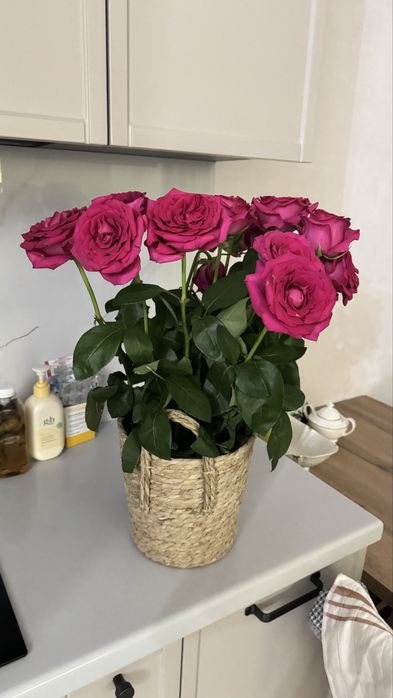 Продам розы 15 штук срочно