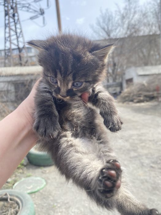 Котята 2,5 месячные