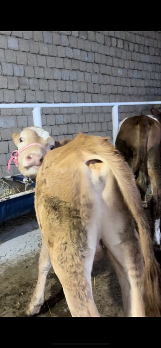 Gibrit buqacha sotiladi