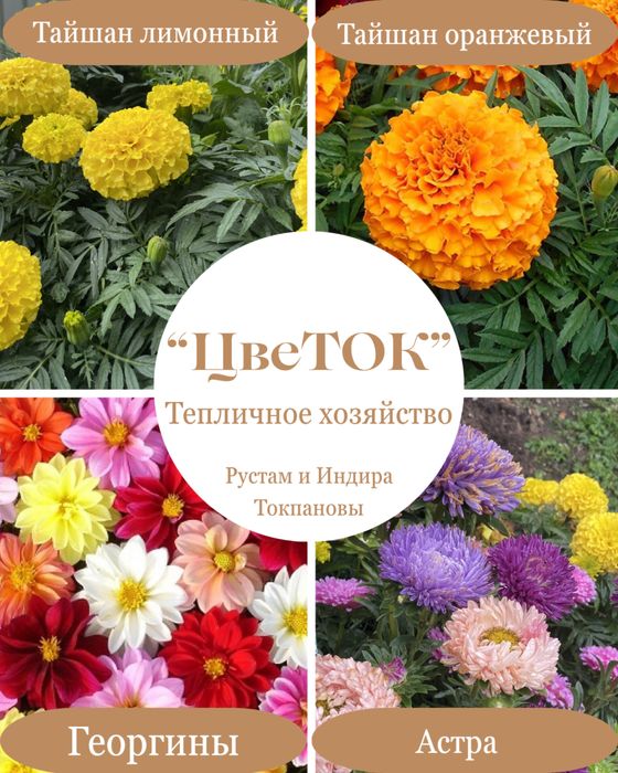 Петуния рассада цветы