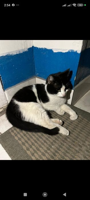 Котенок девочка 5-6 месяцев