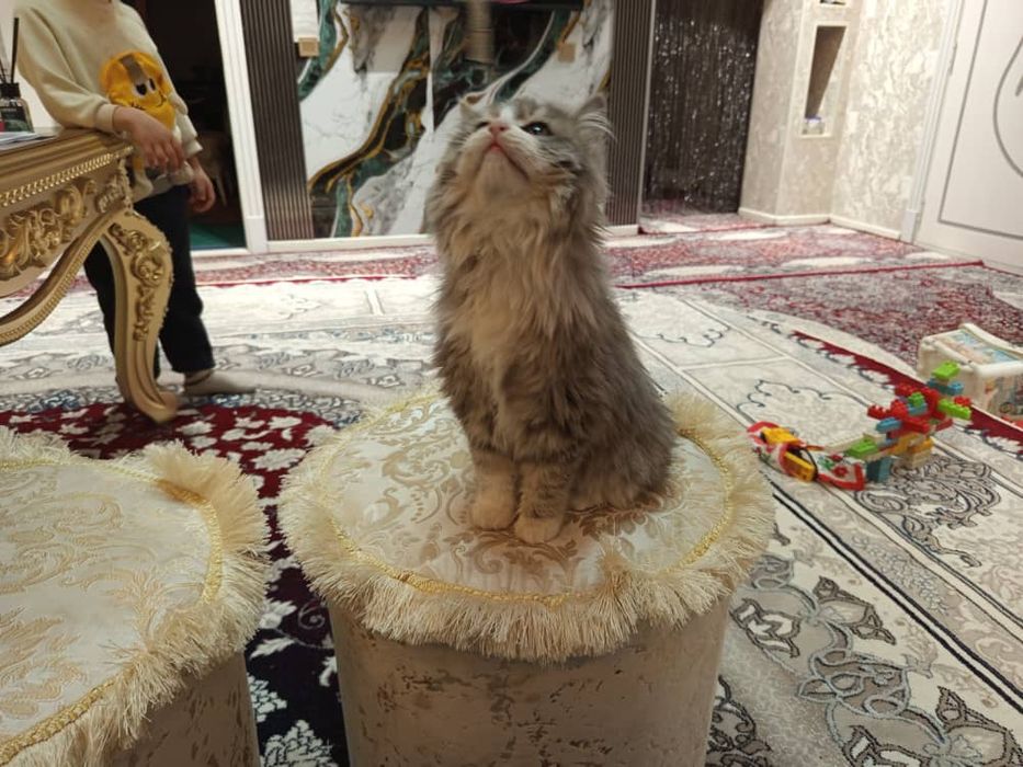 Невская маскерадная