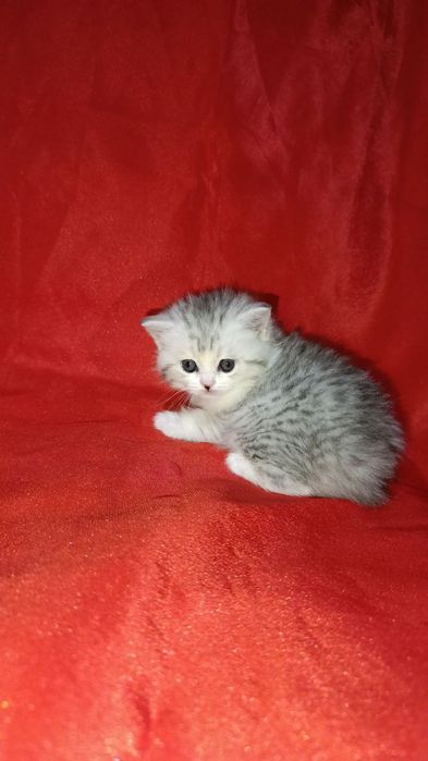 Продаются котята