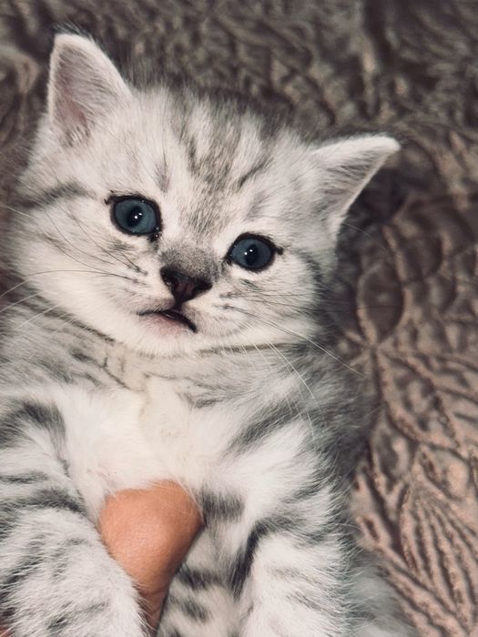 котята шотландской породы