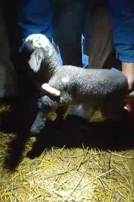 De vânzare oaie și miel din 2