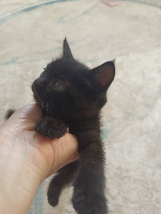 Бесплатно бесплатно девочка котенок