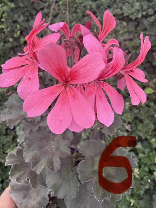 Сакъзче / каскадни мушката – висящи цветя балкон розов червен бял сакъз