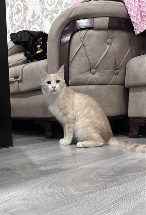 Отдам даром кота