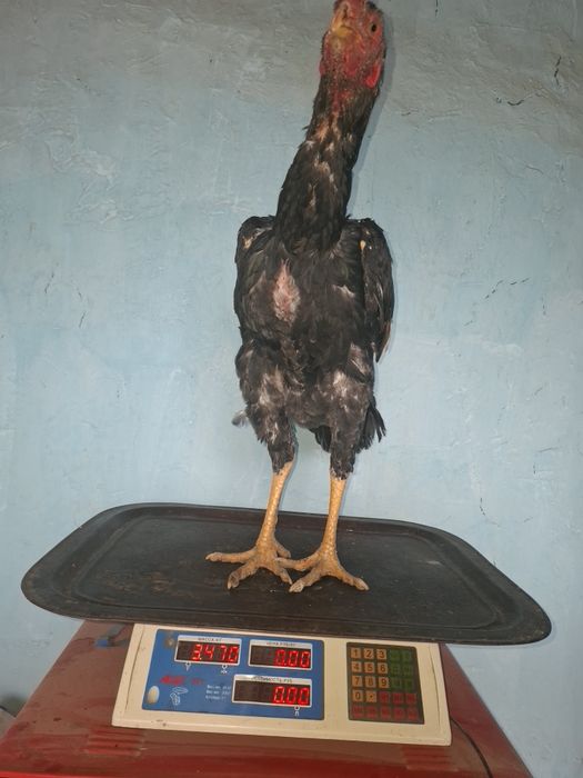 Жужа Хуроз сотилади