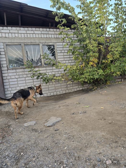 Продам немецкую овчаркау