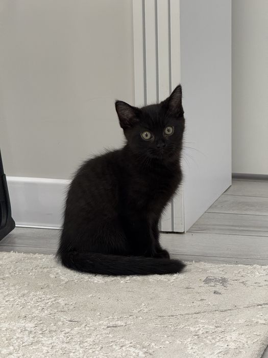 Котята в продаже