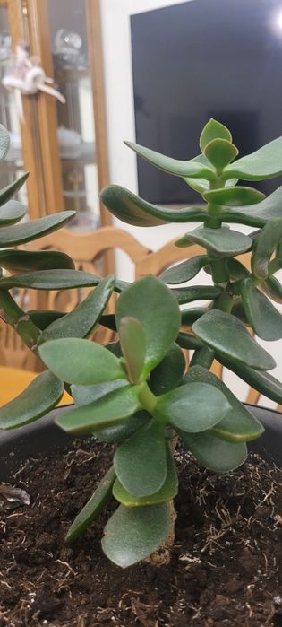 Продам цветок Денежное дерево