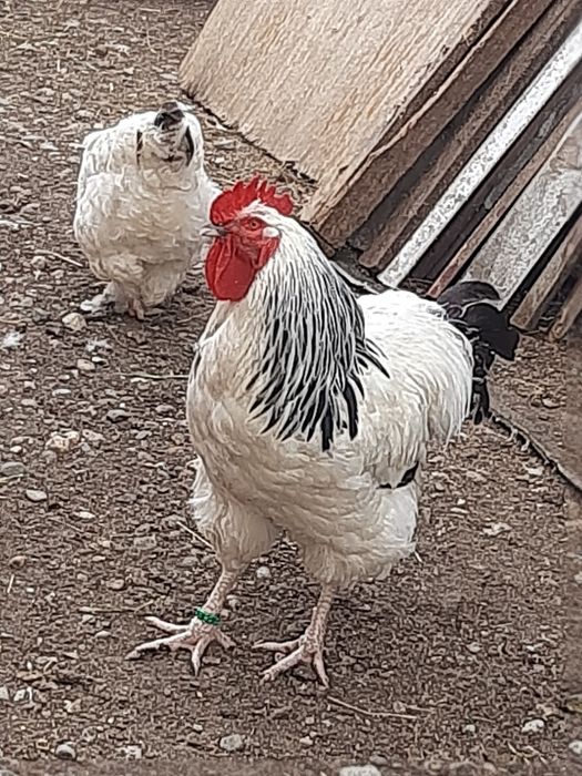 De vânzare cocosi rasa susex