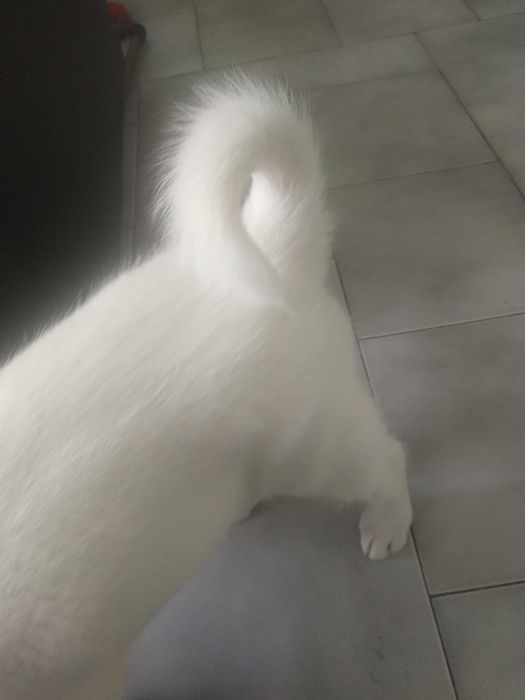 Продавам Лабрадор Ретривър