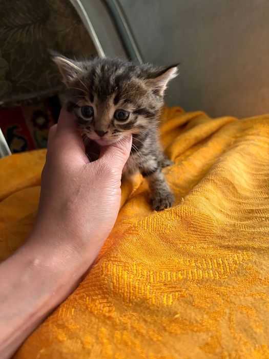 Отдам котят в добрые руки.