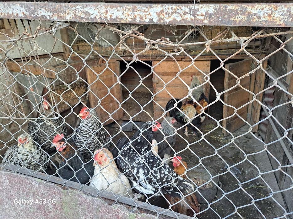Кур и петухов продам