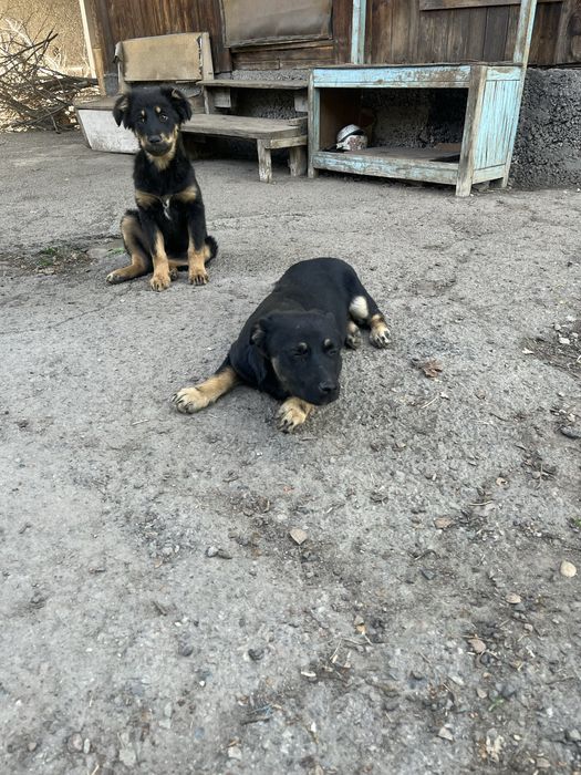 Щенки звоночки в добрые руки