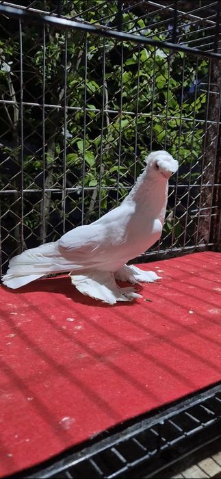 Гулбадам самеццццц