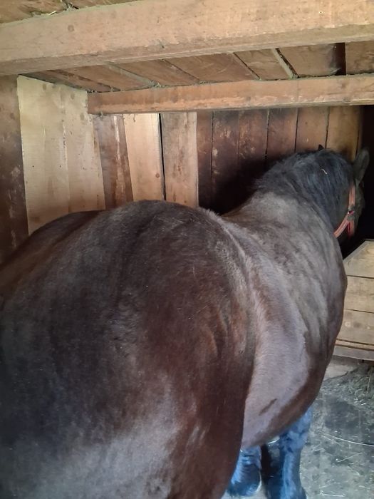 De vânzare mânză!