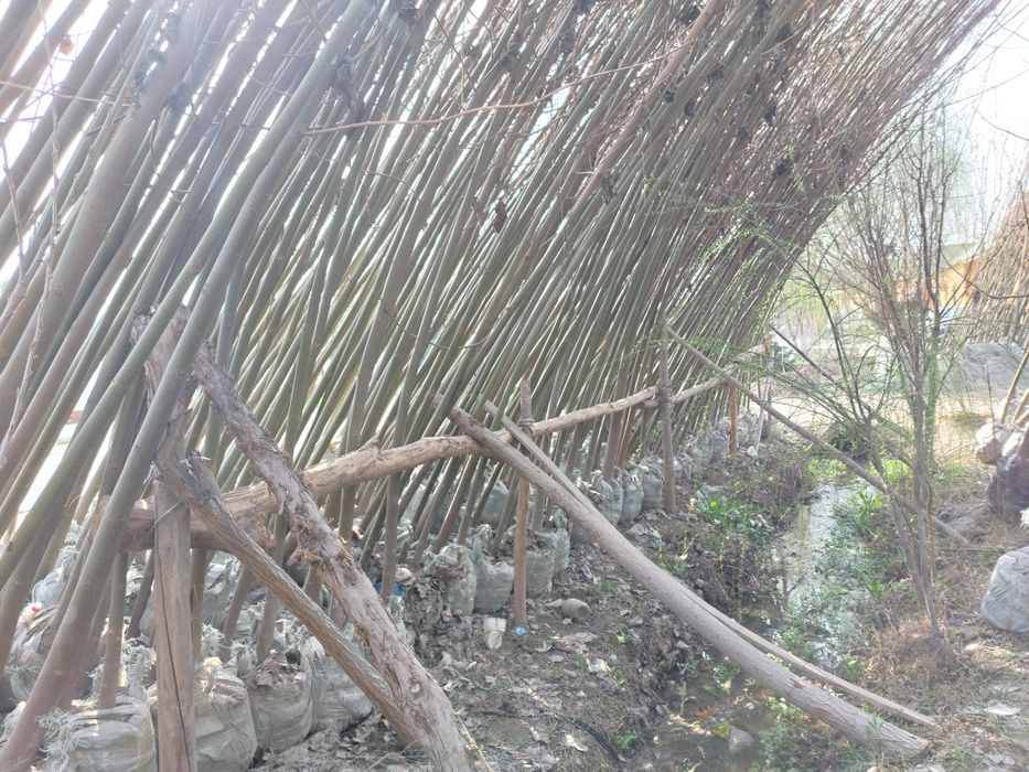 Pavlovniya bor  ikki yillik