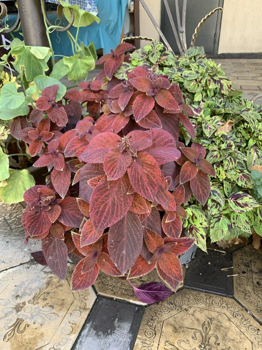 Шикарные цветы для дома и сада